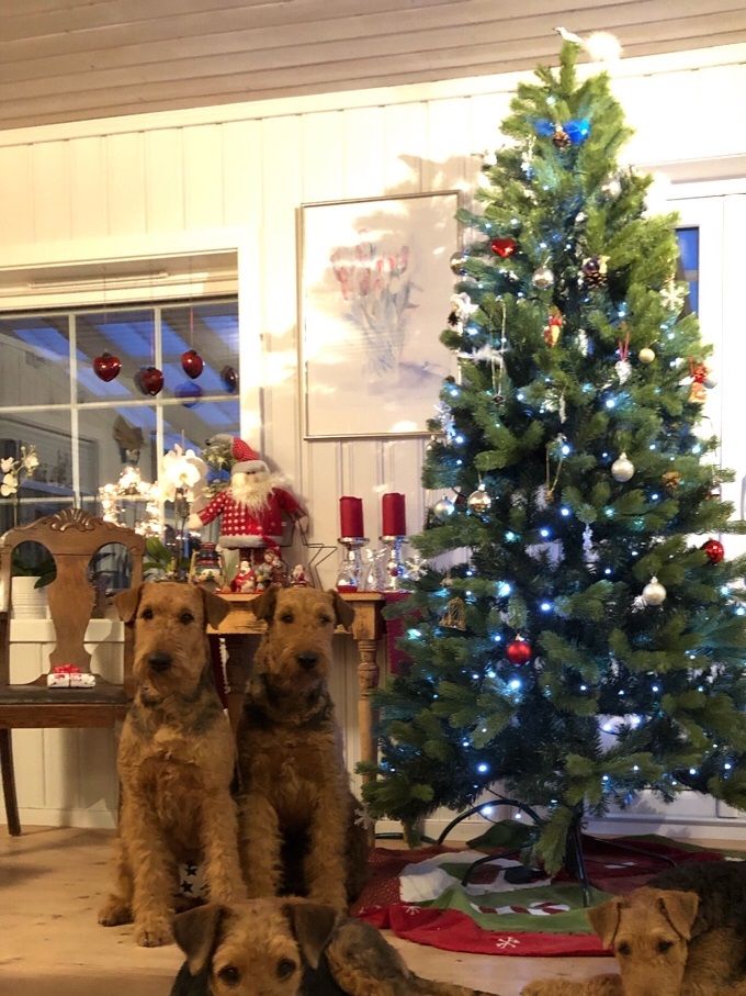 Gledelig jul fra kennel Casemi!