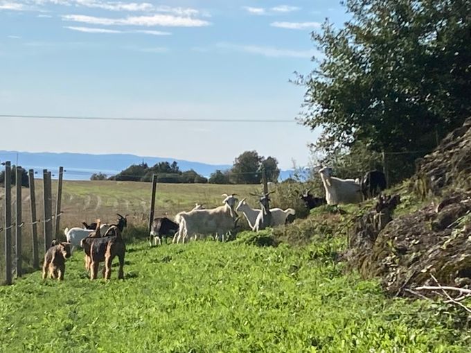 Geitene er ofte nede i hundegården og hjelper til med plenklipp.